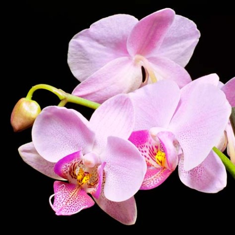 Орхидея продолжение