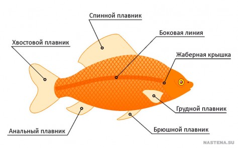 Внешний вид рыб