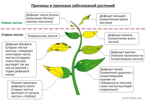 Болезни растений