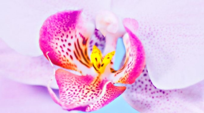Орхидея продолжение